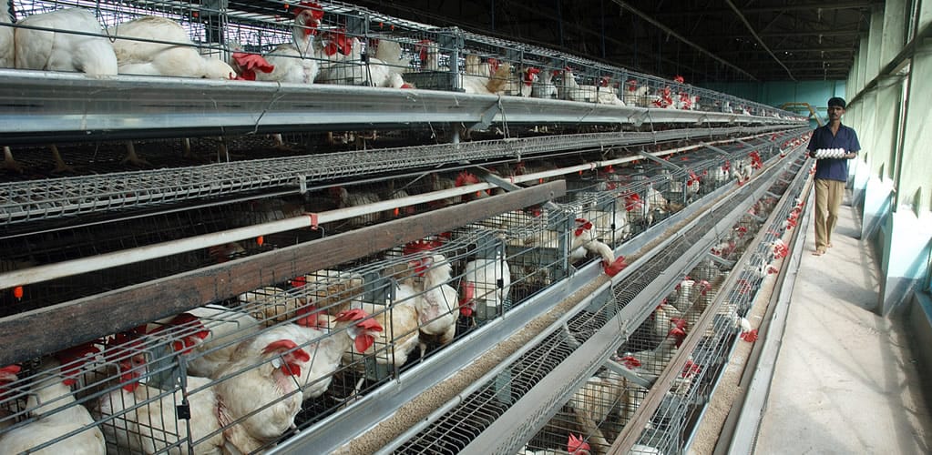 ‘A recipe for disaster’: What I learned going undercover on India’s chicken farms