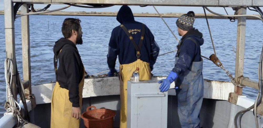 Oyster farm under threat from sewage dumping post image