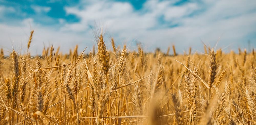 Russia and Ukraine reach agreement on Black Sea Grain Initiative post image