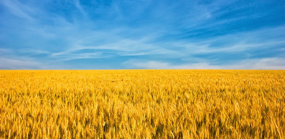 Why we should all care about Ukraine’s grain crisis post image