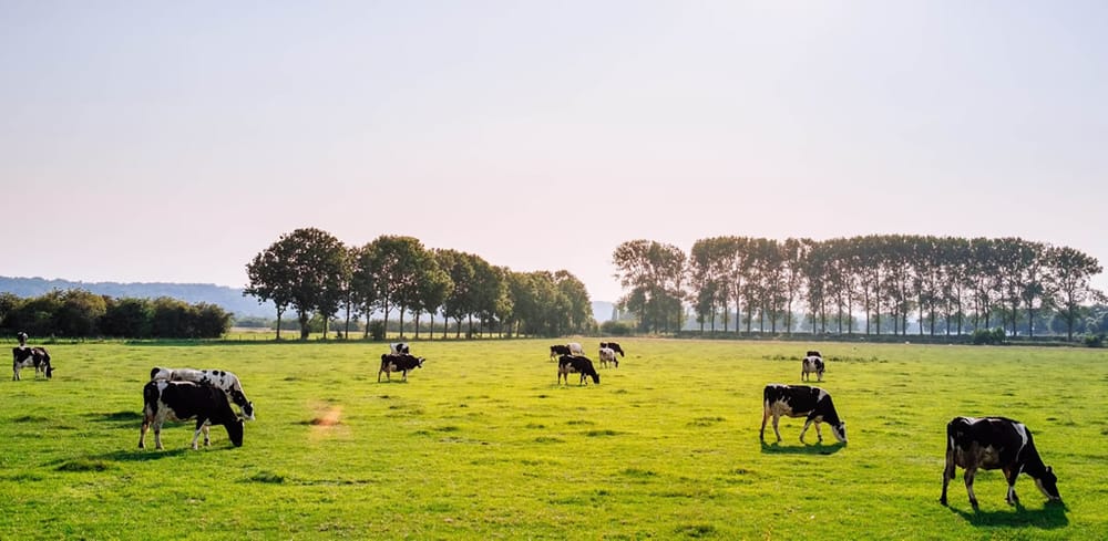 Ditching meat could release vital land to produce energy and remove carbon from the atmosphere post image