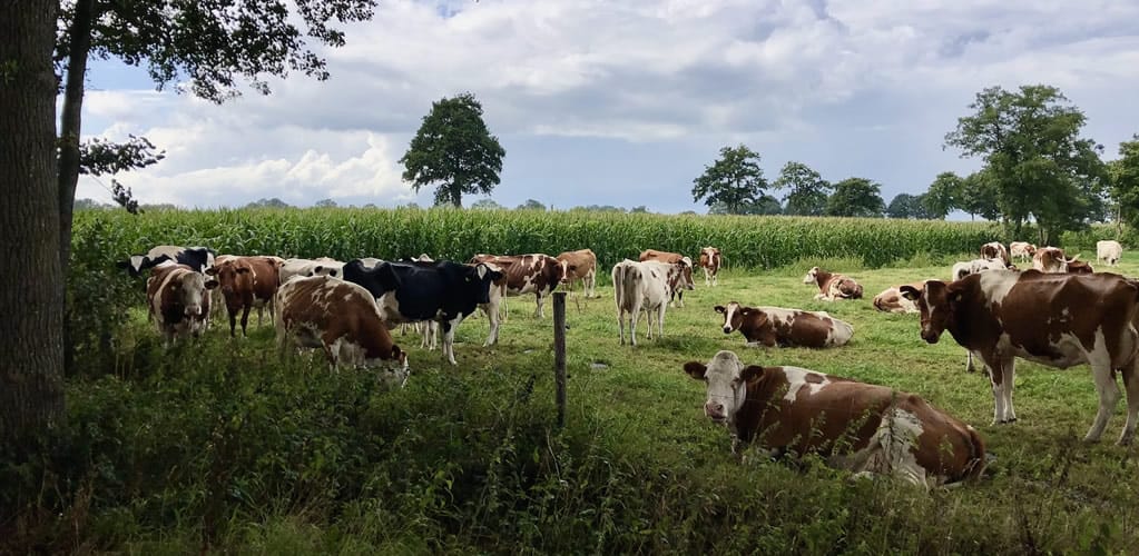 Meat and dairy industry’s attempt to change how we measure methane emissions would let polluters off the hook