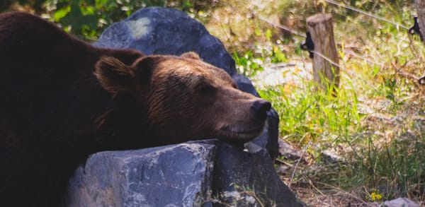 Why women would prefer to be alone in the woods with a bear than a man