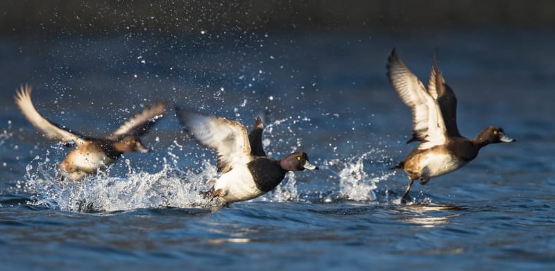 Avian flu has jumped from chickens to wild birds and is spreading fast. post image